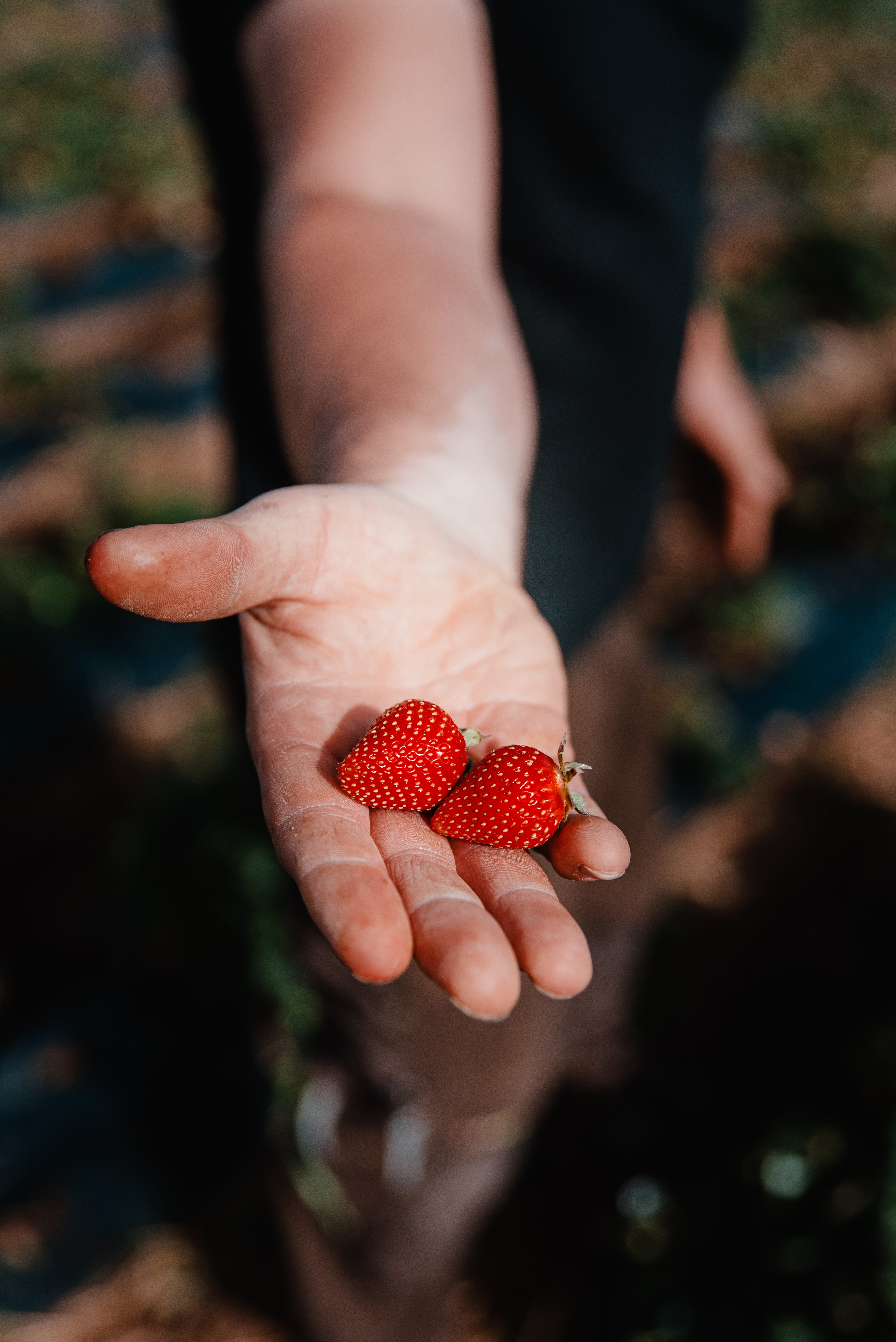 Hand mit Erdbeeren auf Erdbeerfeld