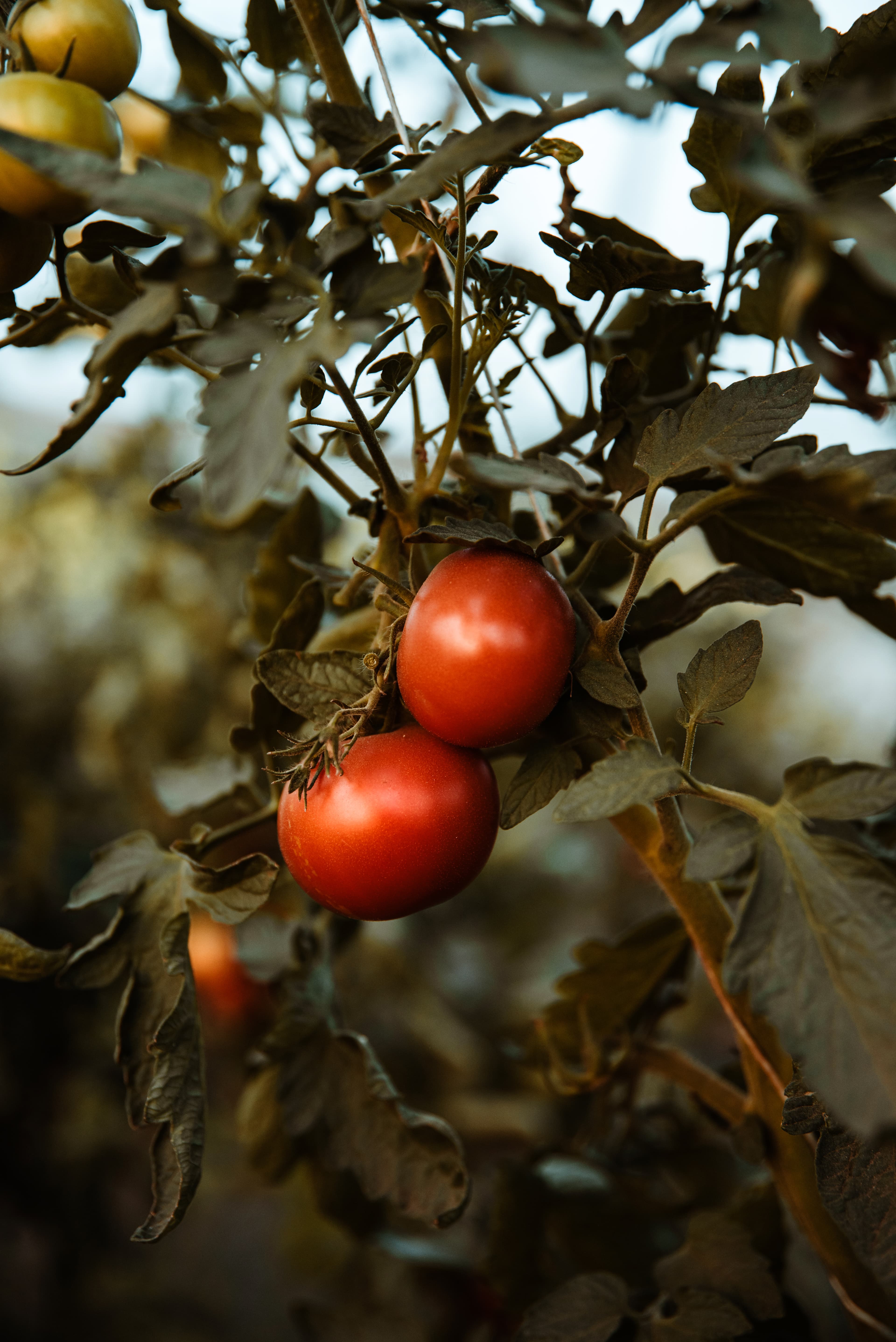 Tomaten